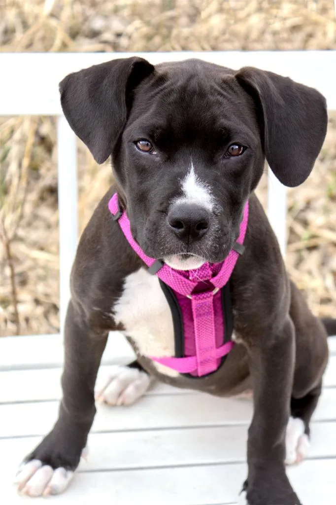A baby medium-sized female Mixed Breed dog named Olive for adoption in Savage, MN