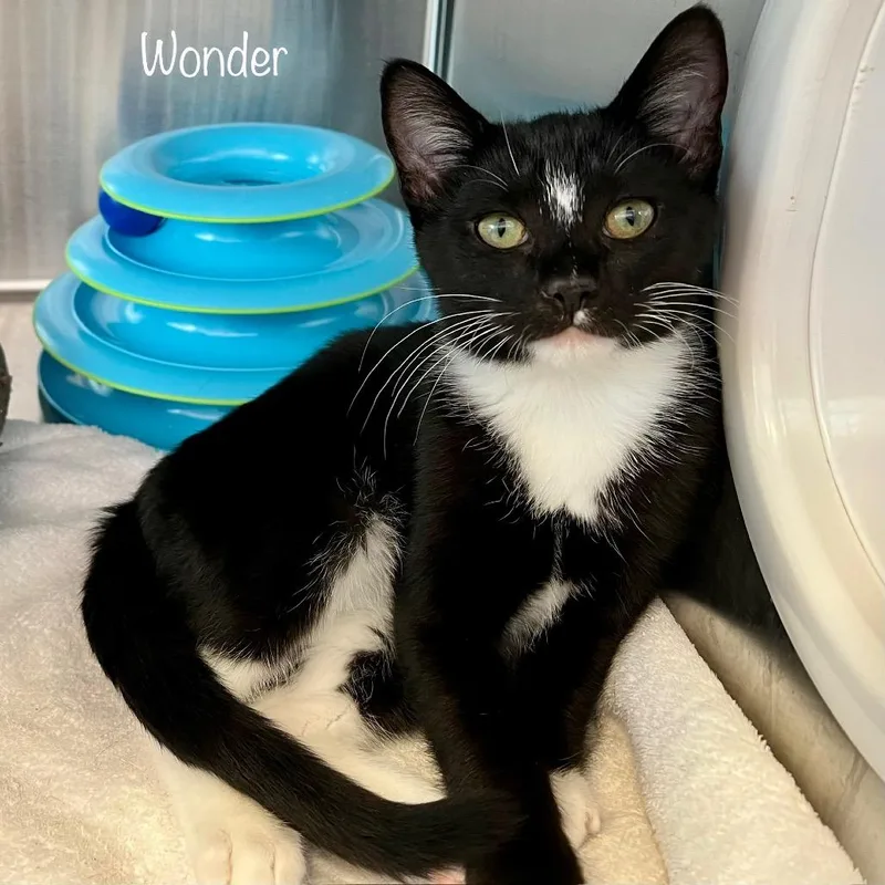 A baby medium-sized male Domestic Short Hair cat named Higgins for adoption in Knoxville, TN