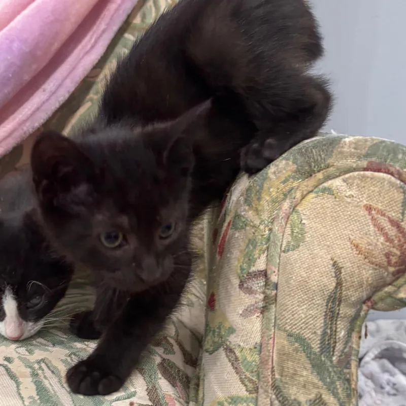 A baby small-sized male Black Domestic Short Hair cat named Tusk for adoption in Fairmont, WV