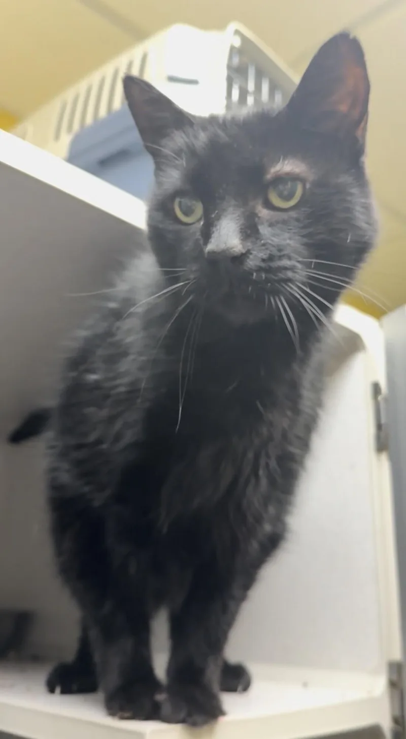 An adult large-sized male Black Domestic Short Hair cat named Max for adoption in Osseo, MI