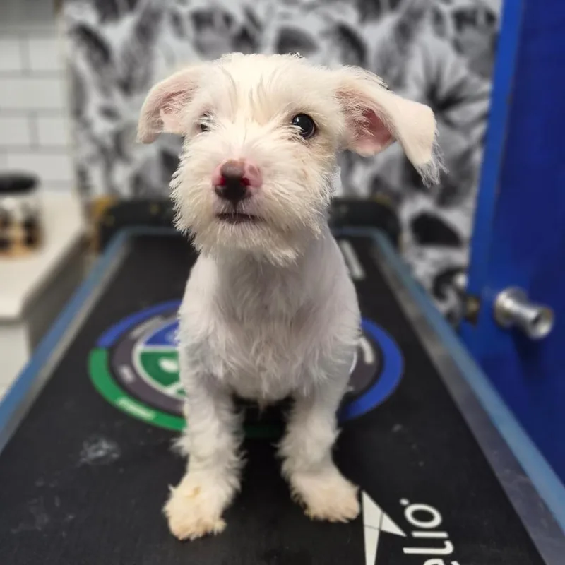 A baby small-sized male White / Cream Mixed Breed dog named Bodie for adoption in Wahiawa, HI