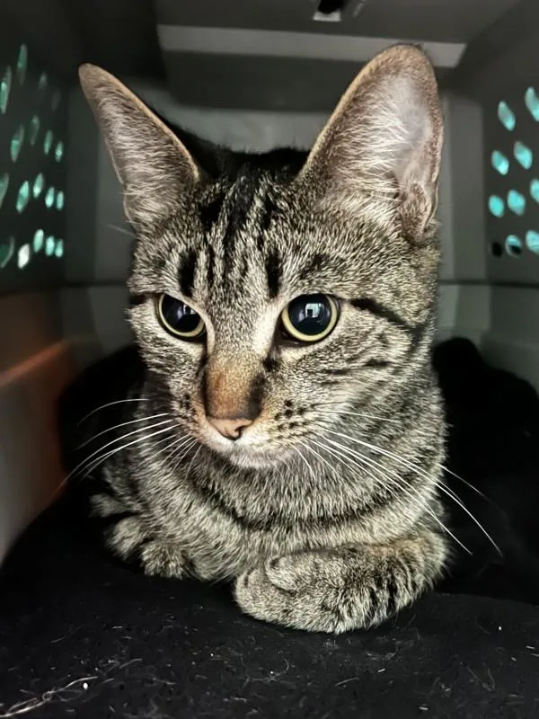 A young small-sized female Domestic Short Hair cat named Calypso for adoption in Santa Rosa, CA