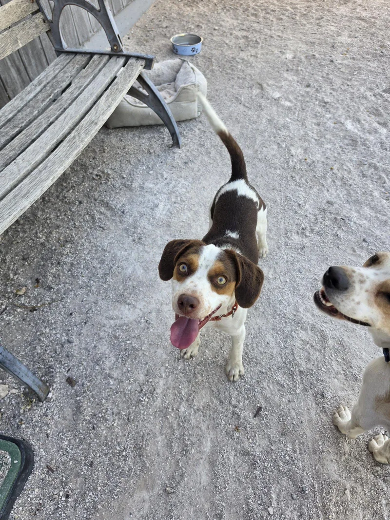 A baby medium-sized male Beagle dog named Arlington for adoption in Las Vegas, NV