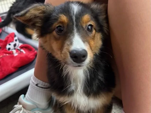 A baby small-sized female Australian Shepherd dog named Cajun for adoption in Ames, IA