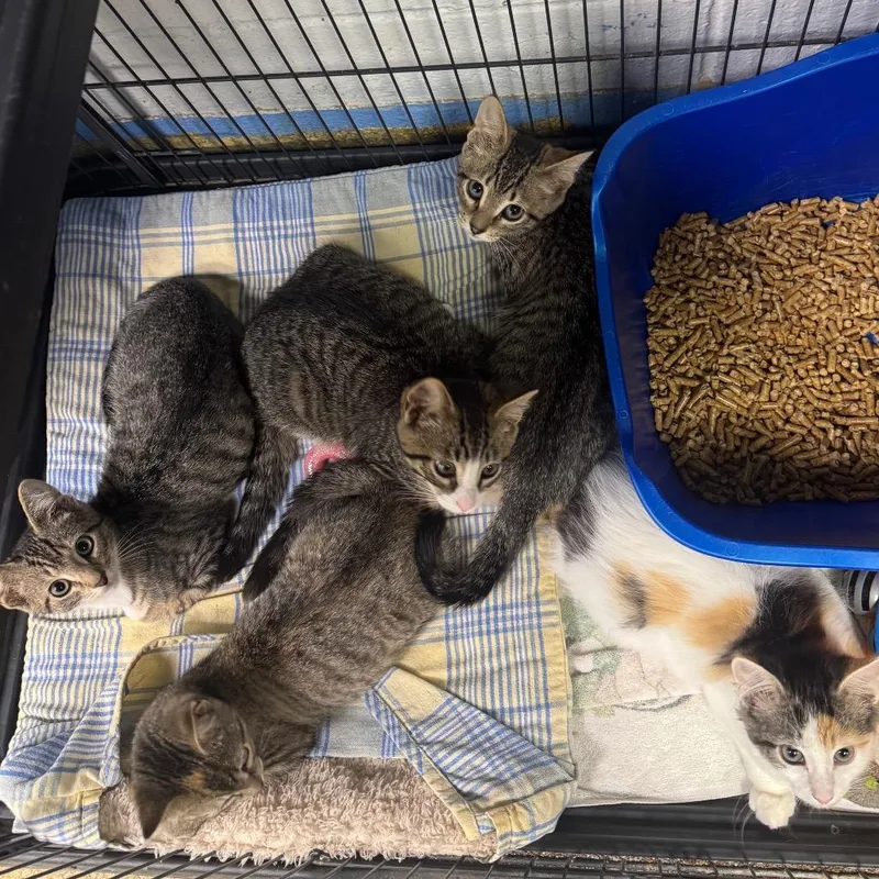 A baby small-sized male Domestic Short Hair cat named Mango for adoption in Easton, PA