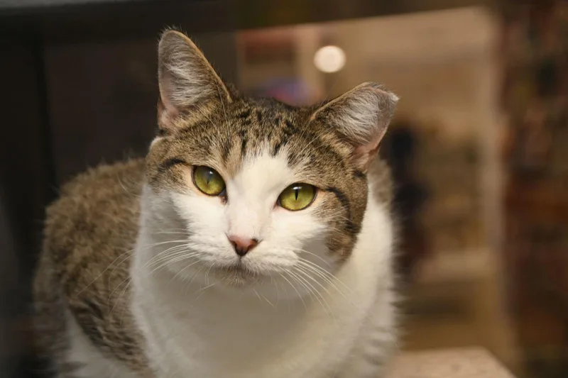 An adult medium-sized female Tabby cat named Minnie for adoption in Naples, FL
