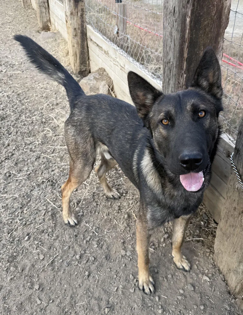 Espresso thumbnail 2