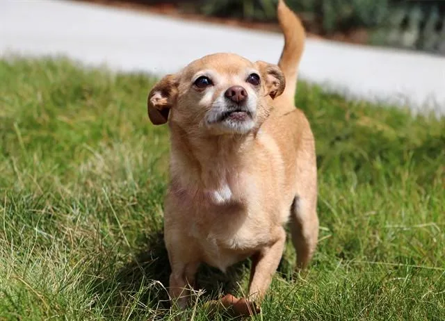 An adult small-sized female Chihuahua dog named Roxy for adoption in San Luis Obispo, CA