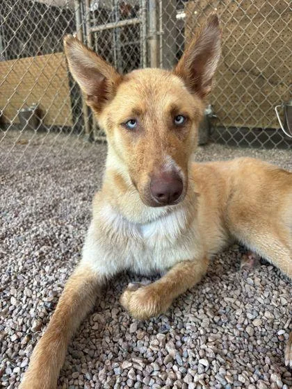 An adult medium-sized male Siberian Husky dog named Mickey for adoption in Shawano, WI