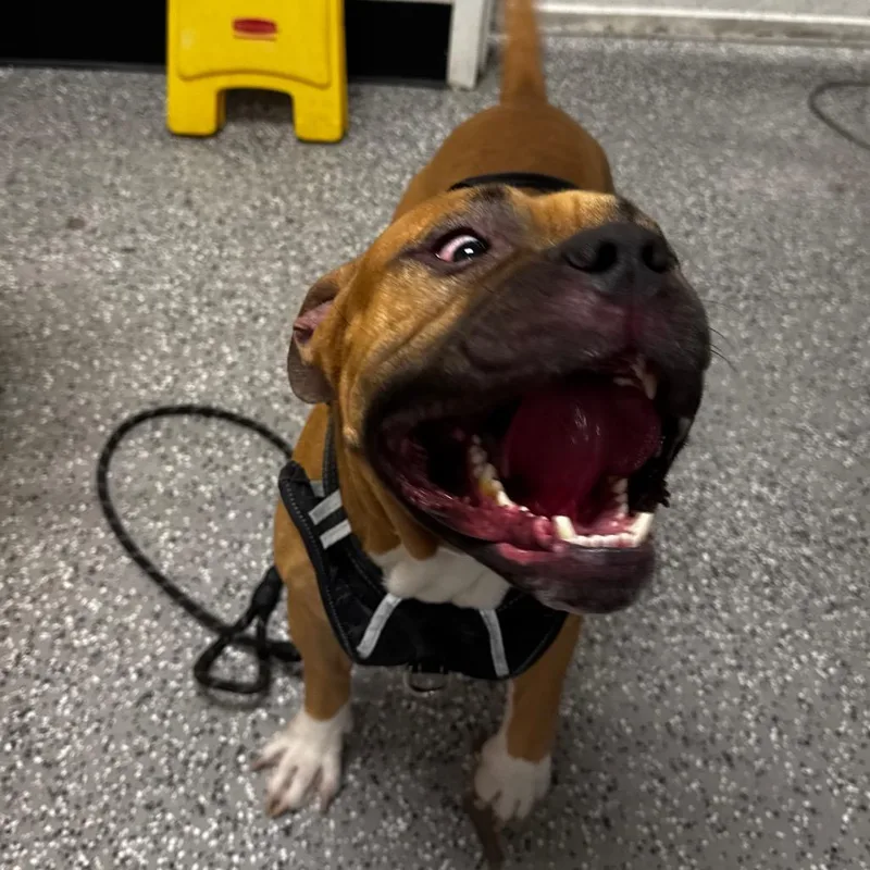 An adult medium-sized male Brown / Chocolate Pit Bull Terrier dog named Asta for adoption in Henderson, NV