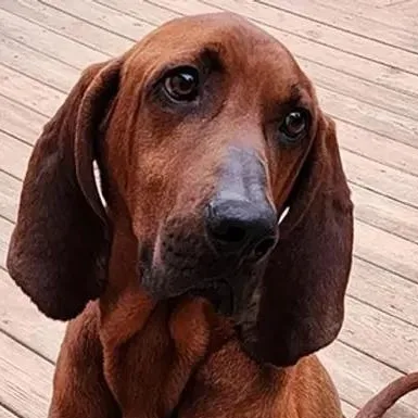 A young large-sized male Redbone Coonhound dog named Forest for adoption in Leawood, KS
