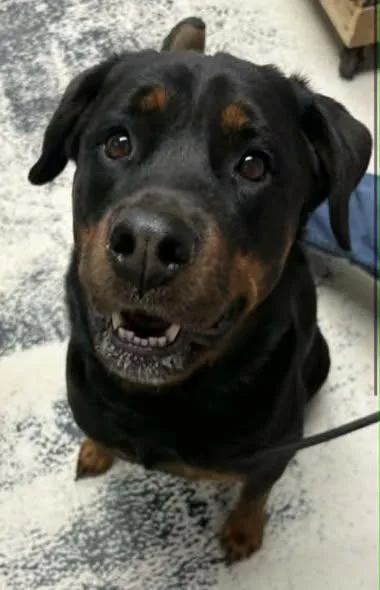 An adult large-sized female Rottweiler dog named Scarlett for adoption in Hillsboro, NH