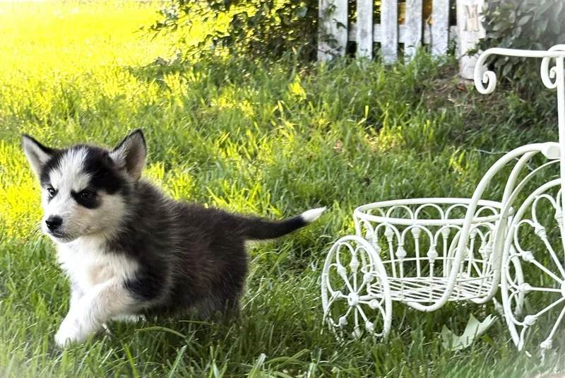A baby large-sized male Husky dog named Koda Wksneuter Contract for adoption in Holly Hill, SC