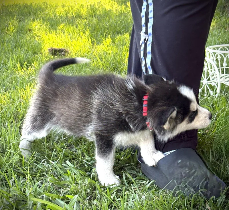 Koda  Wksneuter Contract thumbnail 3