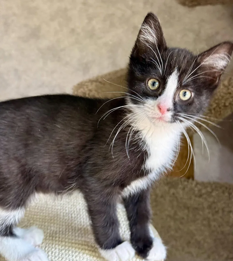 A baby medium-sized male Black & White / Tuxedo Domestic Short Hair cat named Gus for adoption in Shawnee, KS