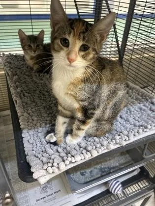 An adult medium-sized female Domestic Short Hair cat named Hubba Bubba for adoption in Vero Beach, FL