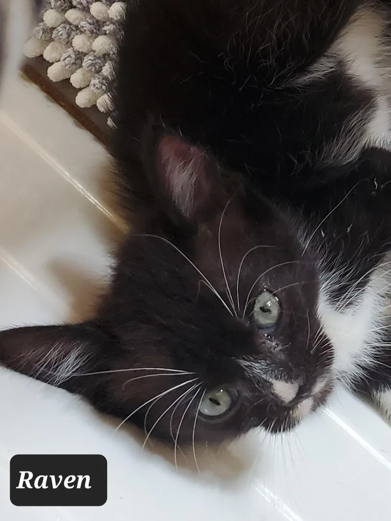 A baby small-sized female Black & White / Tuxedo Domestic Short Hair cat named Raven for adoption in Camden, TN