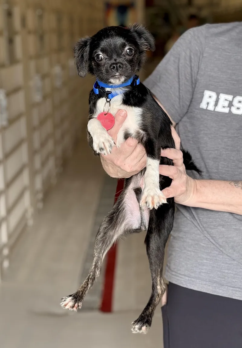 An adult small-sized male Chihuahua dog named Wiggly for adoption in Chicago, IL