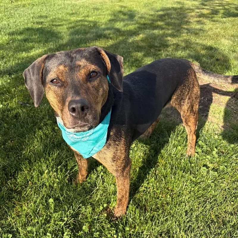 An adult medium-sized female Brindle Mixed Breed dog named Raven for adoption in Novelty, OH