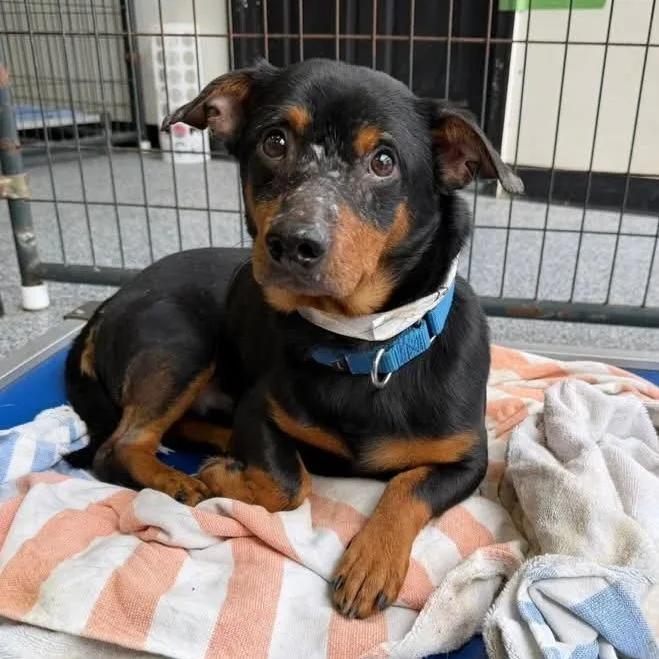 An adult small-sized male Black Mixed Breed dog named Denver for adoption in Fredericksburg, VA