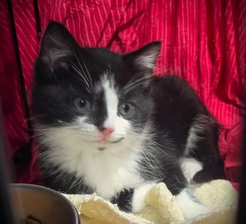 A baby small-sized male Black & White / Tuxedo Domestic Medium Hair cat named Ollie At Petsmart Mankato for adoption in Mankato, MN
