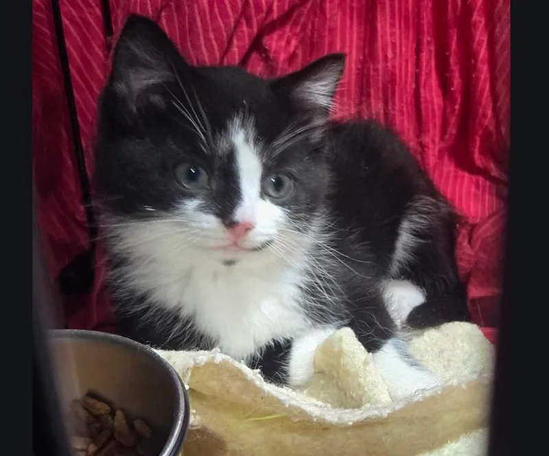 Ollie At Petsmart Mankato thumbnail 2