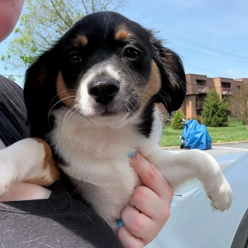 A baby small-sized female Black Beagle dog named Lucky Charms for adoption in Rockville, MD