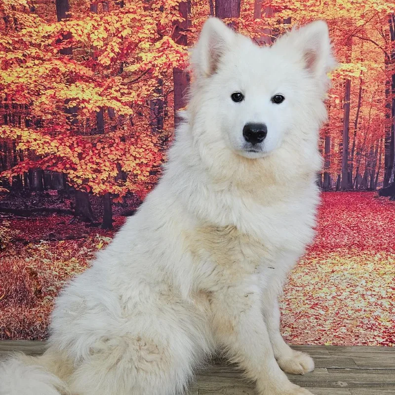 An adult medium-sized male White / Cream Samoyed dog named Sam for adoption in Normal, IL