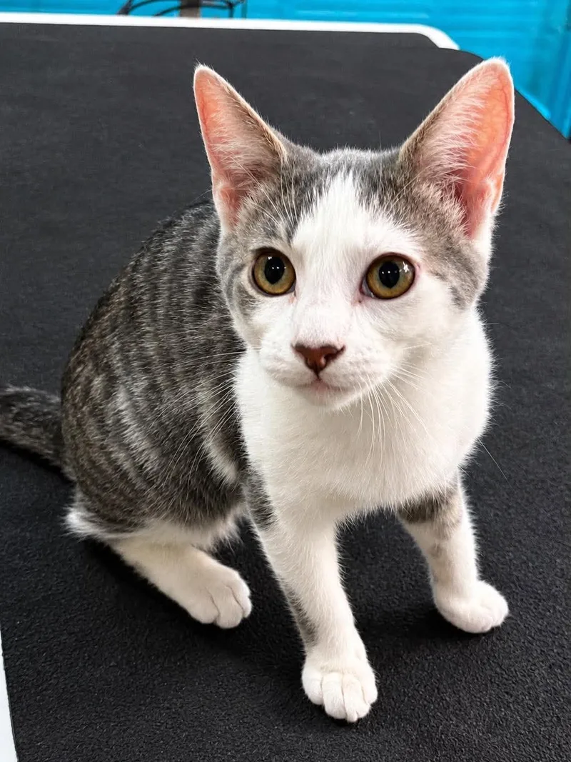 A baby medium-sized female Tabby (Brown / Chocolate) Domestic Short Hair cat named Who for adoption in Sioux Falls, SD