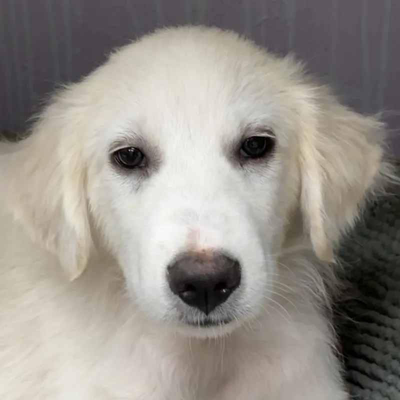 Klondike