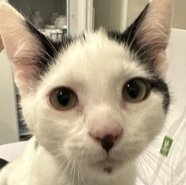 A baby medium-sized female Black & White / Tuxedo Domestic Short Hair cat named Maggie for adoption in Evanston, IL