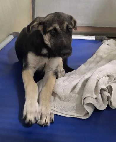 A baby small-sized female German Shepherd Dog dog named Andromeda for adoption in Bakersfield, CA