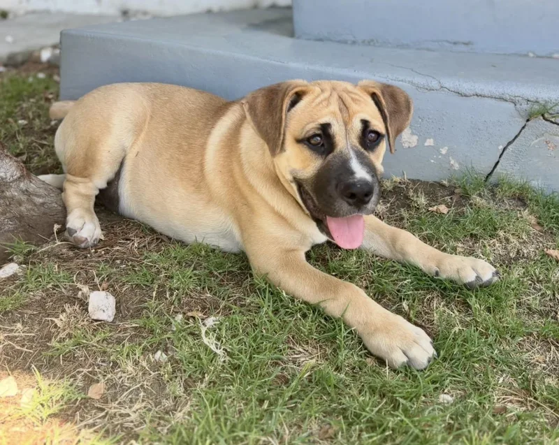 A young medium-sized male Yellow / Tan / Blond / Fawn Boxer dog named Rocky for adoption in Woodland Hills, CA