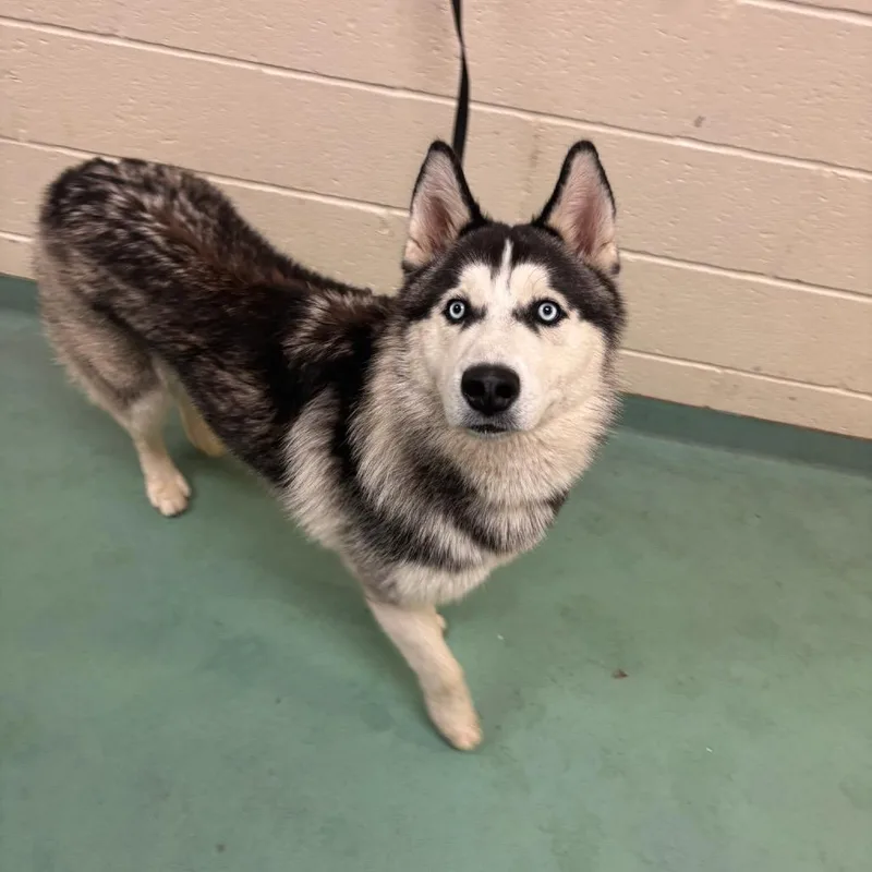 An adult medium-sized male White / Cream Mixed Breed dog named Fluffy Mcstuffin for adoption in Memphis, TN