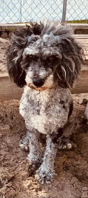 An adult small-sized female Black Miniature Poodle dog named Cher for adoption in New Port Richey, FL