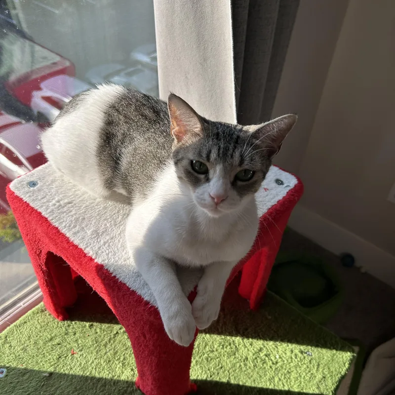 An adult medium-sized female Domestic Short Hair cat named Carolina for adoption in Easley, SC