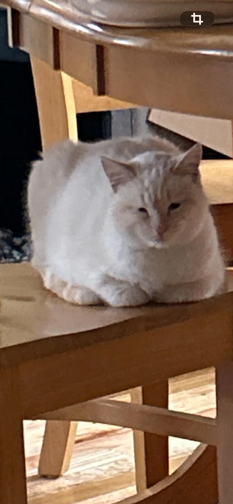 Jack Frost thumbnail 2