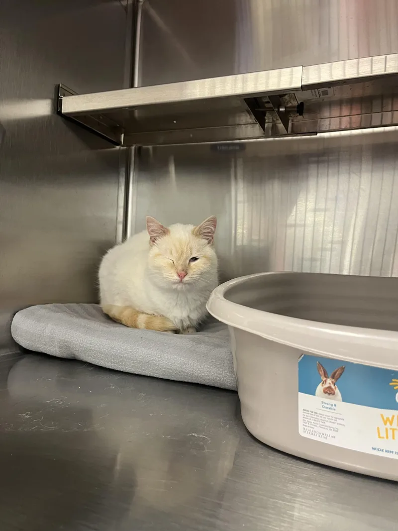 Jack Frost thumbnail 3