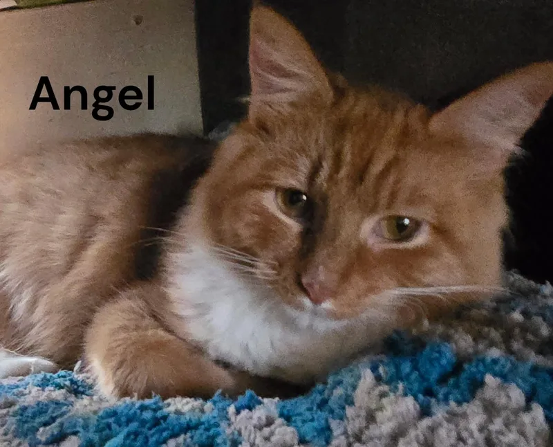 An adult medium-sized female Domestic Medium Hair cat named Angel for adoption in Weems, VA
