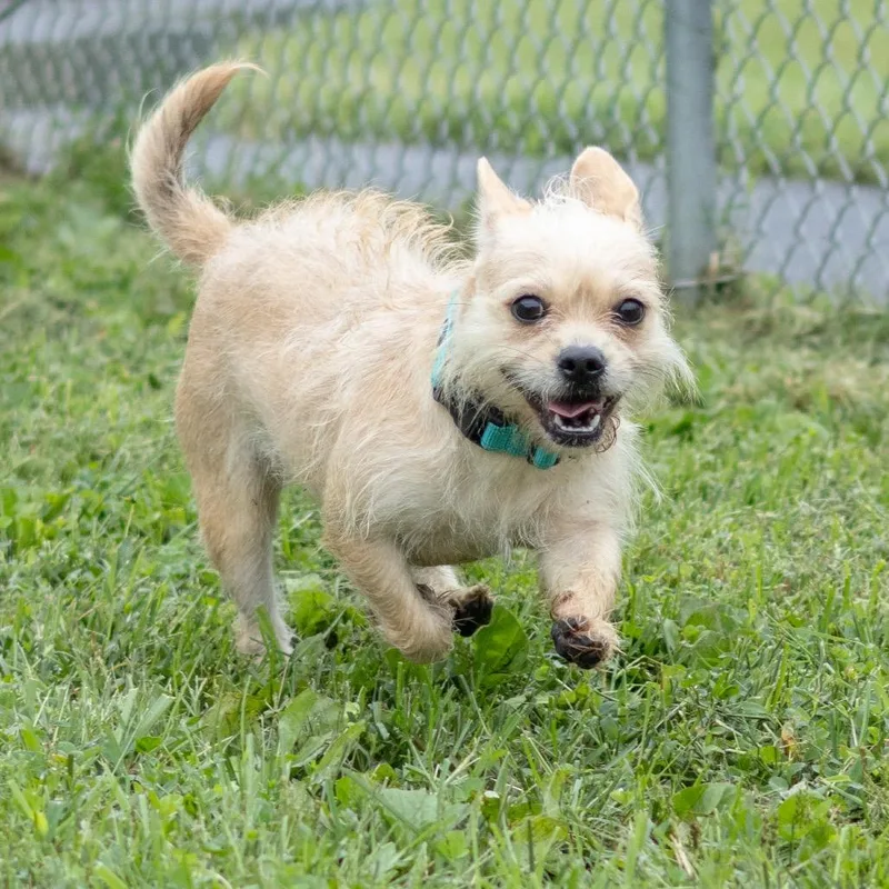 A young small-sized female Shih Tzu dog named Kali for adoption in Wilmington, DE