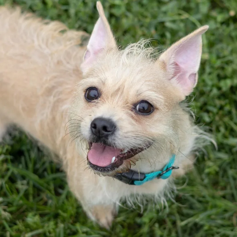 Kali thumbnail 5