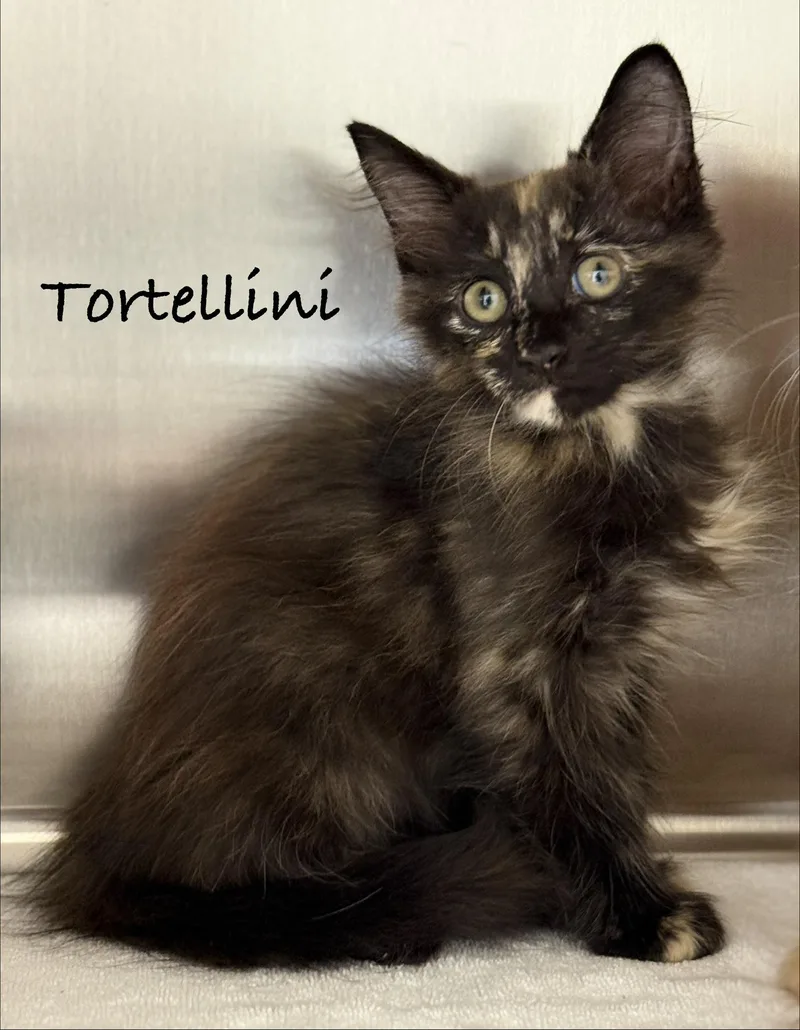 A baby medium-sized female Calico Domestic Medium Hair cat named Tortellini for adoption in Pawleys Island, SC