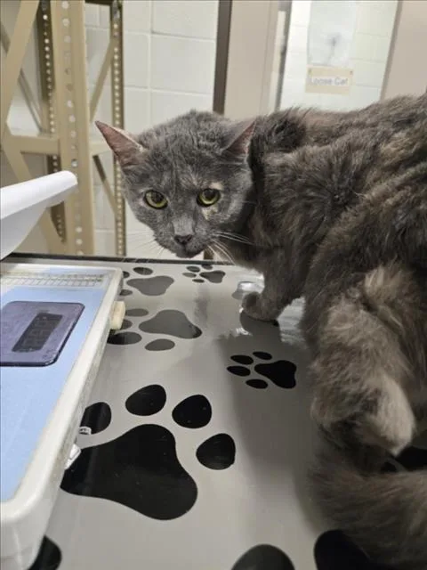 A senior medium-sized female Domestic Short Hair cat named Yuki for adoption in Derwood, MD