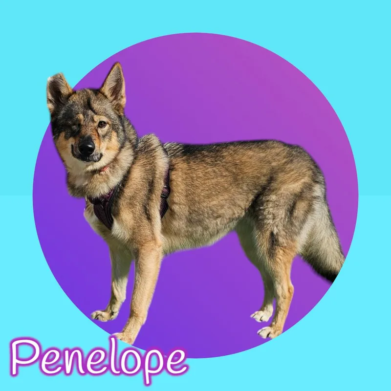 Penelope thumbnail 2