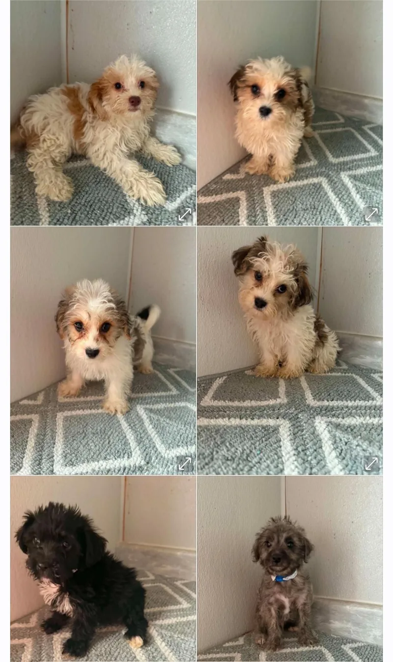 A baby small-sized female White / Cream Yorkshire Terrier dog named YorkiepooYochon Male & females for adoption in Woodsfield, OH