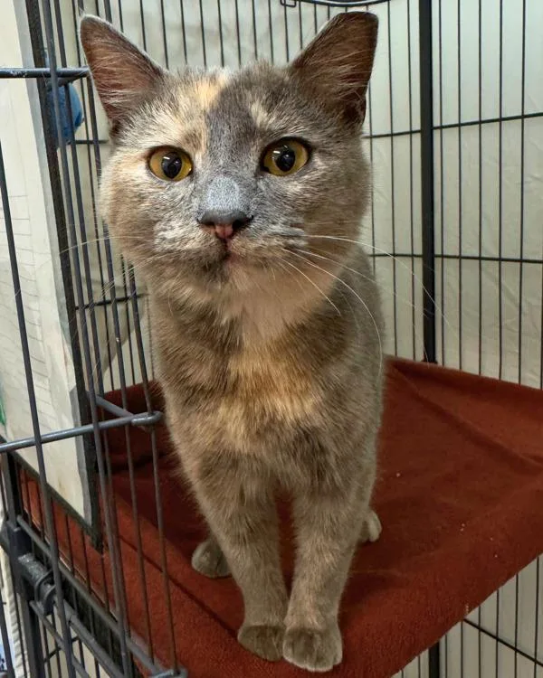 A young small-sized female Domestic Short Hair cat named Patchouli for adoption in Novato, CA