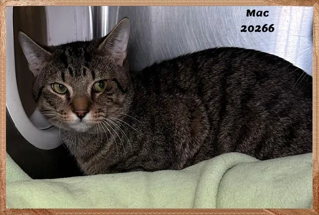 A young medium-sized male Tabby (Buff / Tan / Fawn) Domestic Short Hair cat named MAC see also CHEESE for adoption in Marietta, GA