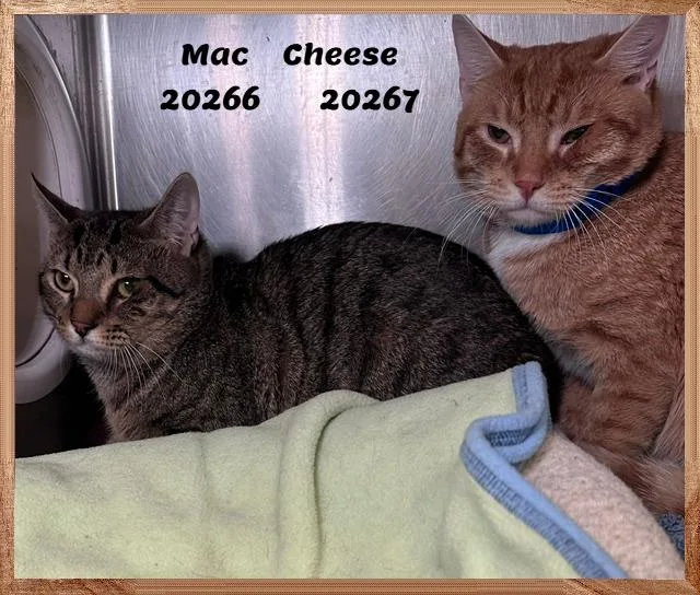 MAC see also CHEESE thumbnail 5