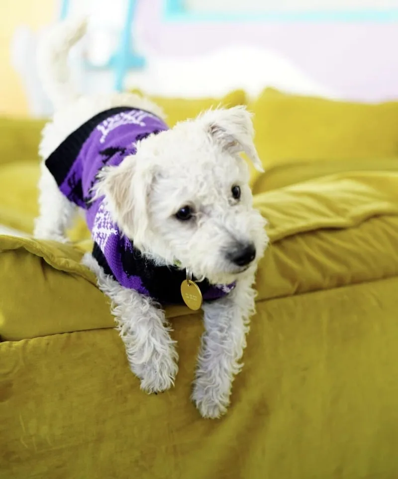 A baby small-sized male Poodle dog named Rice for adoption in Pasadena, CA