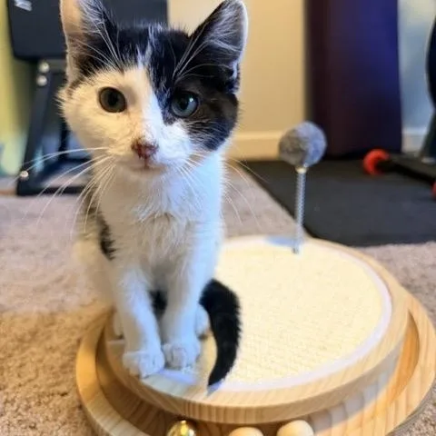 A baby medium-sized male Black & White / Tuxedo Domestic Short Hair cat named Jack for adoption in Hillsboro, OR